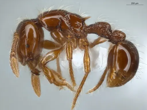 Cryptomyrmex longinodus - ECOFOG-LA15-0250-19