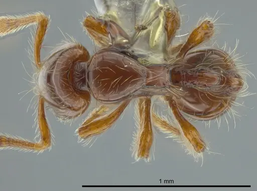 Cryptomyrmex longinodus - USNMENT00686515