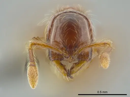 Cryptomyrmex longinodus - USNMENT00686515