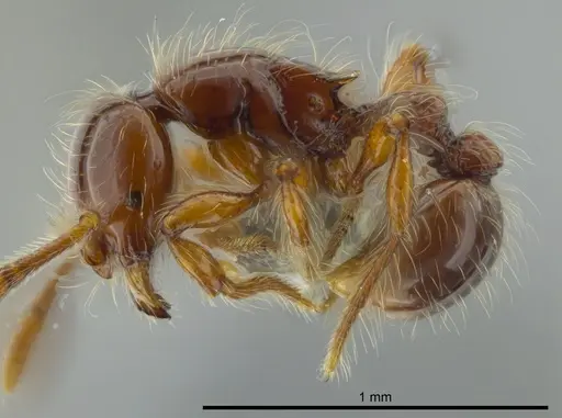 Cryptomyrmex longinodus - USNMENT00686515