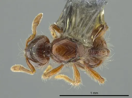 Cryptomyrmex longinodus - USNMENT00688158