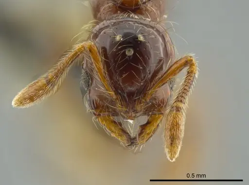 Cryptomyrmex longinodus - USNMENT00688158