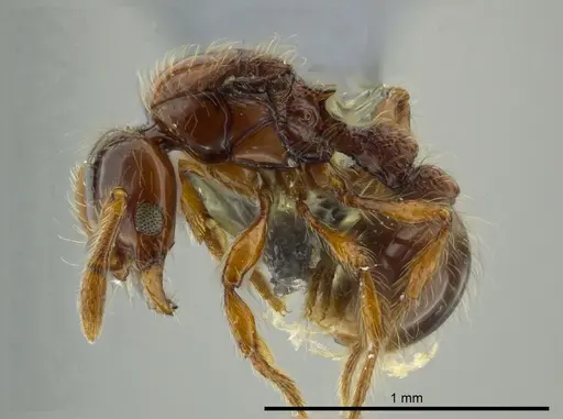 Cryptomyrmex longinodus - USNMENT00688158