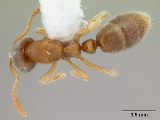 Cryptopone butteli specimen