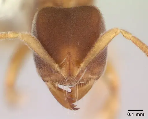 Cryptopone butteli specimen