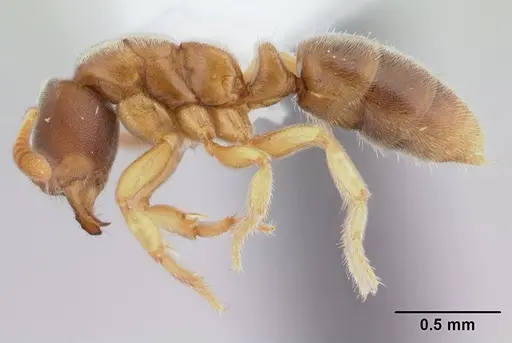 Cryptopone butteli specimen