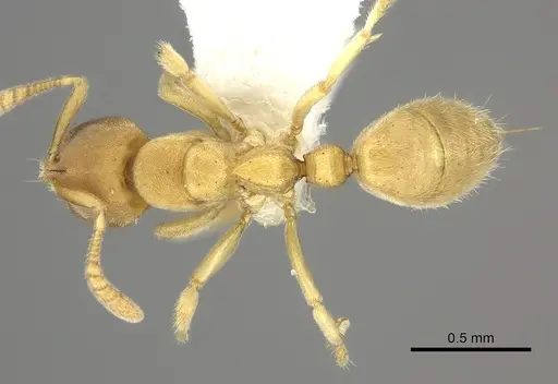 Cryptopone butteli - CASENT0260517