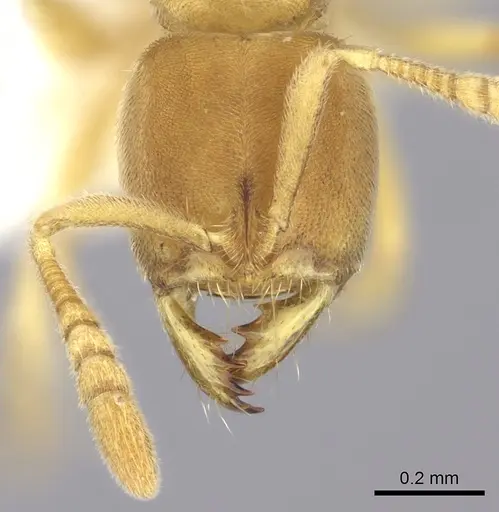 Cryptopone butteli - CASENT0260517