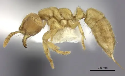 Cryptopone butteli - CASENT0260517