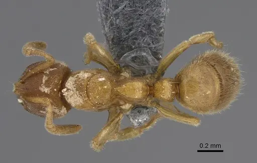 Cryptopone butteli - CASENT0390060