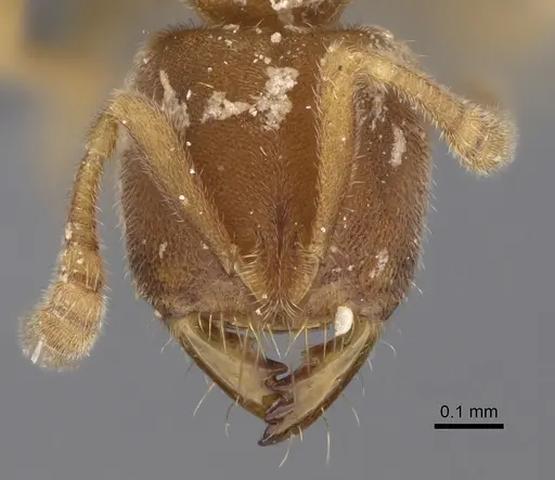 Cryptopone butteli - CASENT0390060