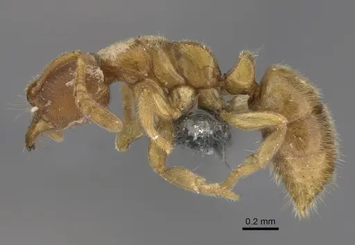 Cryptopone butteli - CASENT0390060