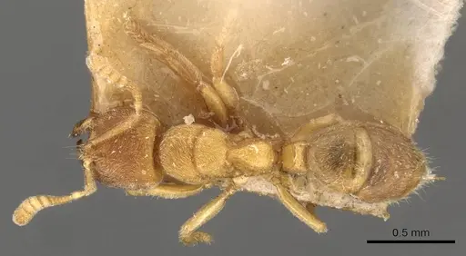 Cryptopone butteli - CASENT0907296