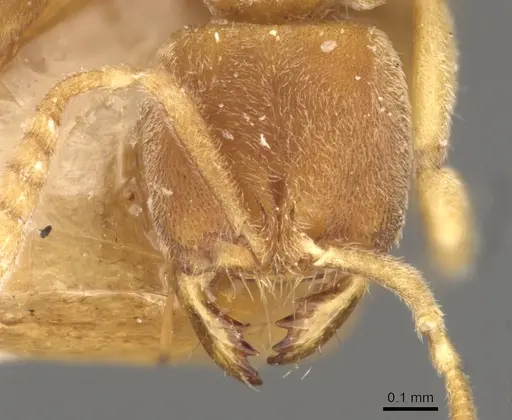 Cryptopone butteli - CASENT0907296