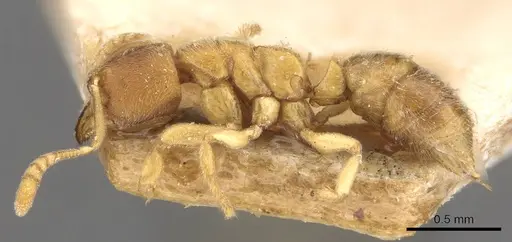 Cryptopone butteli - CASENT0907296