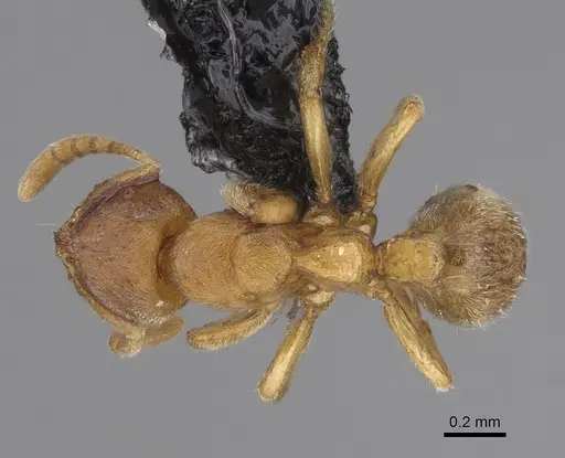 Cryptopone butteli - CASENT0923392