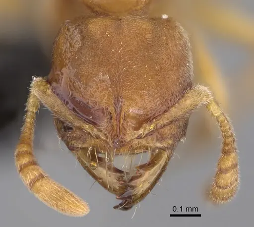 Cryptopone butteli - CASENT0923392