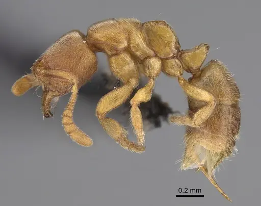 Cryptopone butteli - CASENT0923392