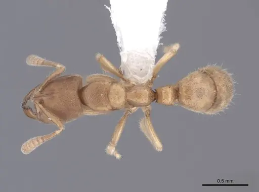 Cryptopone butteli - FMNHINS0000051220