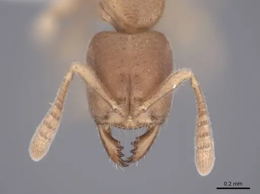 Cryptopone butteli - FMNHINS0000051220