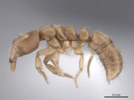 Cryptopone butteli - FMNHINS0000051220