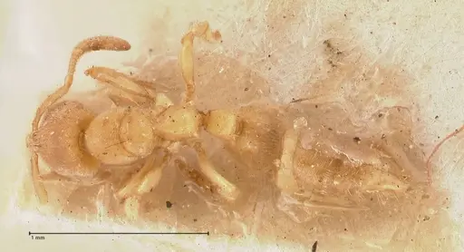 Cryptopone butteli - FOCOL0980