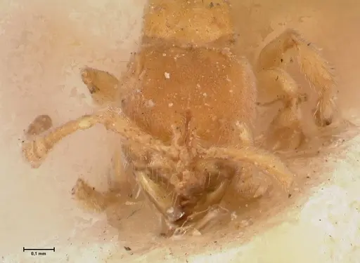 Cryptopone butteli - FOCOL0980