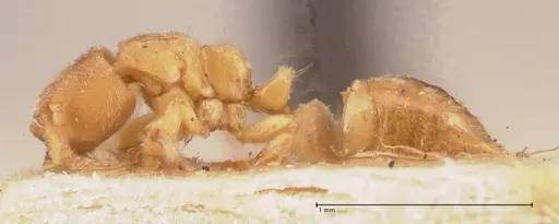 Cryptopone butteli - FOCOL0980