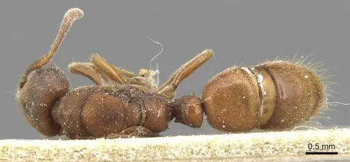 Cryptopone crassicornis specimen