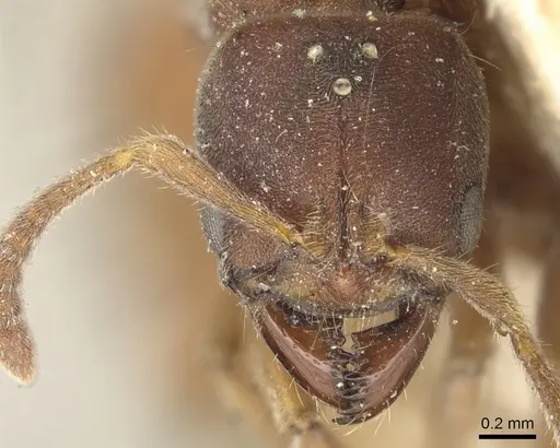 Cryptopone crassicornis specimen