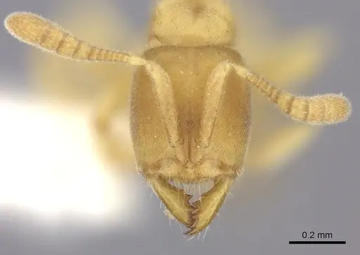 Cryptopone fusciceps specimen