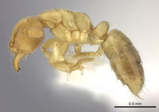 Cryptopone fusciceps specimen