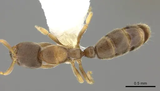 Cryptopone fusciceps - CASENT0260519