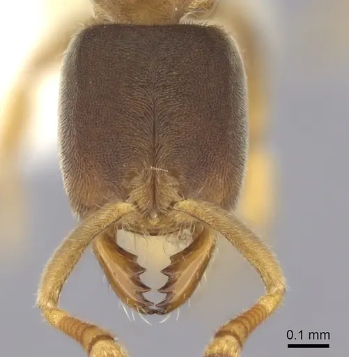 Cryptopone fusciceps - CASENT0260519