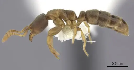 Cryptopone fusciceps - CASENT0260519