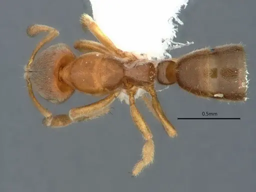 Cryptopone fusciceps - CASENT0882080