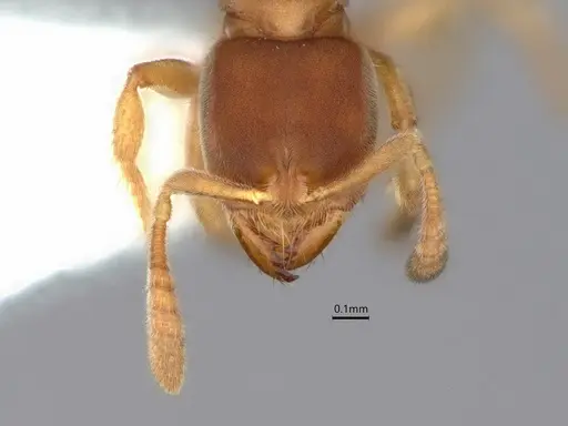 Cryptopone fusciceps - CASENT0882080