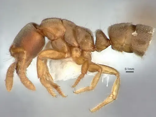 Cryptopone fusciceps - CASENT0882080