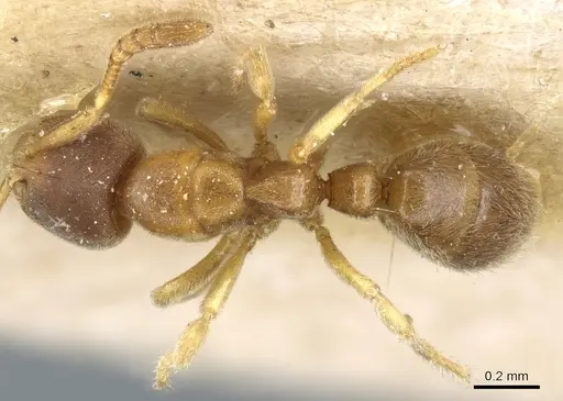 Cryptopone fusciceps - CASENT0903919