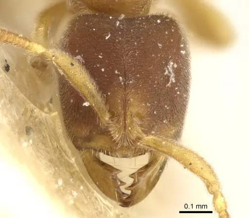 Cryptopone fusciceps - CASENT0903919