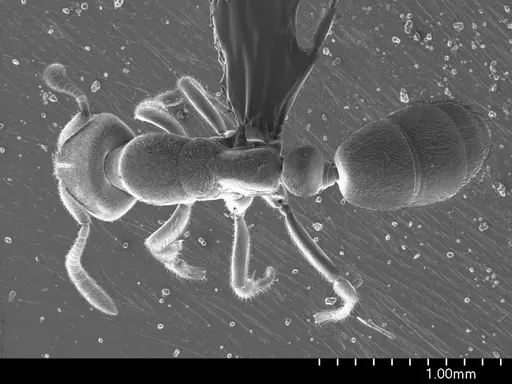 Cryptopone gilva specimen