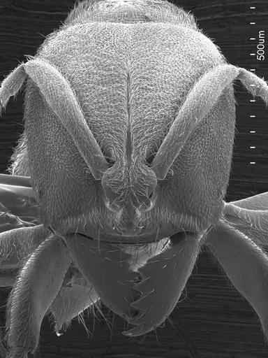 Cryptopone gilva specimen