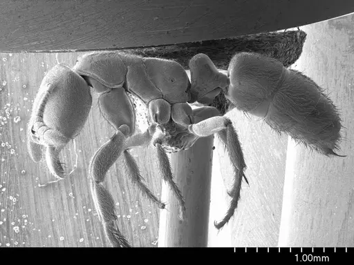 Cryptopone gilva specimen