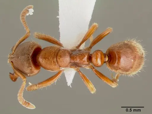 Cryptopone gilva - CASENT0003325