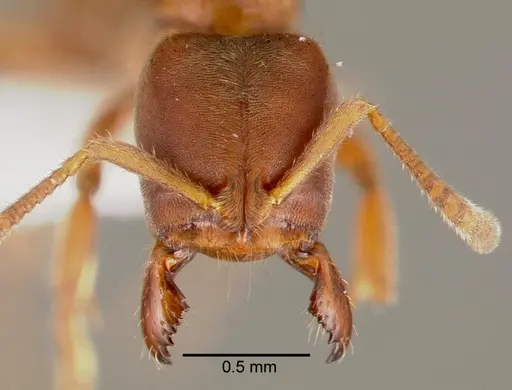 Cryptopone gilva - CASENT0003325