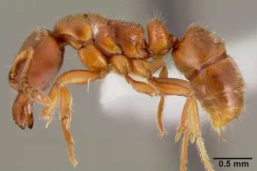 Cryptopone gilva - CASENT0003325