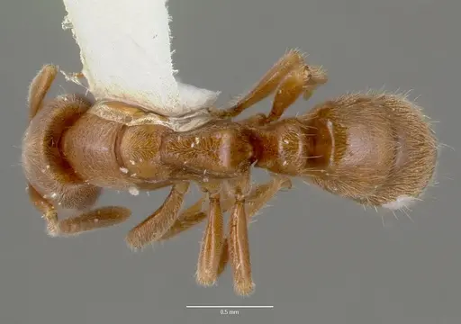 Cryptopone gilva - CASENT0006007