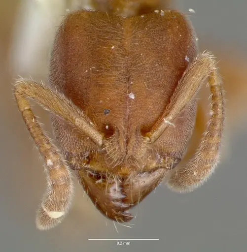 Cryptopone gilva - CASENT0006007