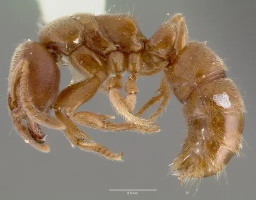 Cryptopone gilva - CASENT0006007