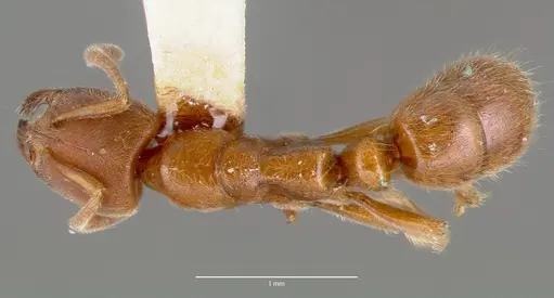 Cryptopone gilva - CASENT0006054